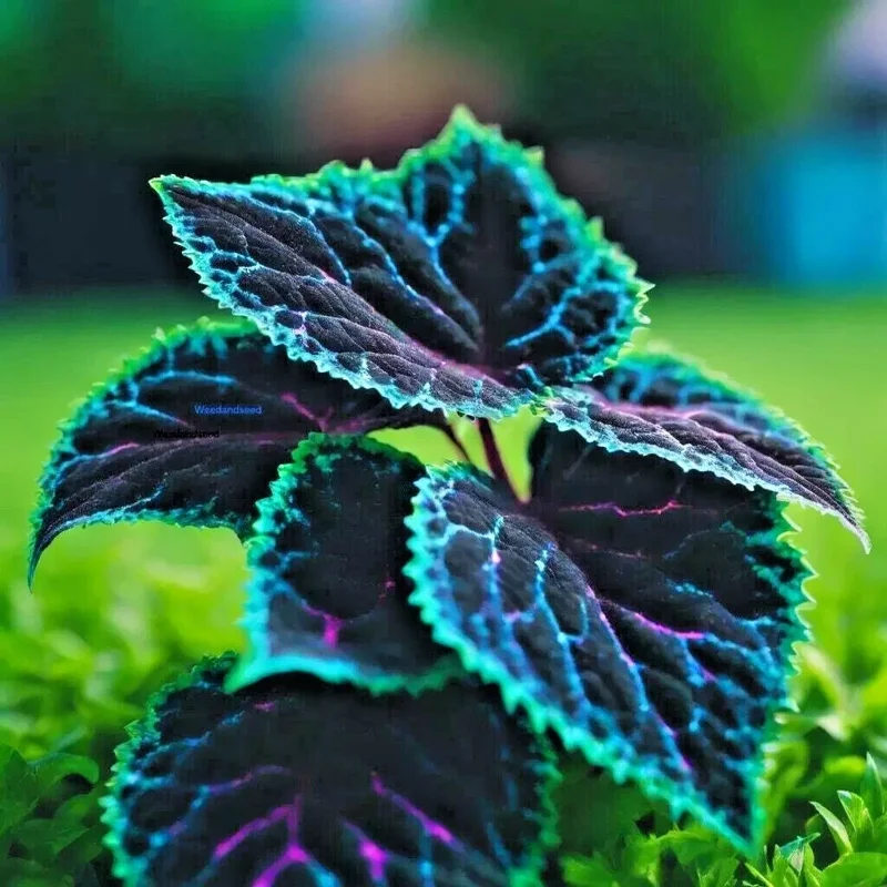 25+ Coleus Seeds - Rare Blue, Black & Green Foliage - Perennial Flower Seeds - Image 1
