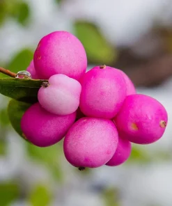 25 Coralberry Shrub Flower Pink Indian Currant Symphoricarpos Orbiculatus Seeds - Image 10