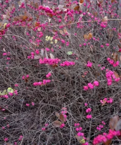 25 Coralberry Shrub Flower Pink Indian Currant Symphoricarpos Orbiculatus Seeds - Image 11