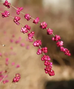 25 Coralberry Shrub Flower Pink Indian Currant Symphoricarpos Orbiculatus Seeds - Image 12