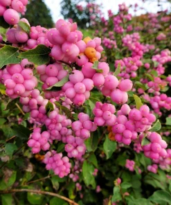 25 Coralberry Shrub Flower Pink Indian Currant Symphoricarpos Orbiculatus Seeds - Image 2