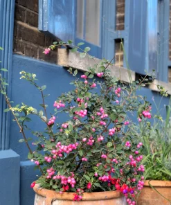 25 Coralberry Shrub Flower Pink Indian Currant Symphoricarpos Orbiculatus Seeds - Image 3