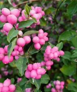 25 Coralberry Shrub Flower Pink Indian Currant Symphoricarpos Orbiculatus Seeds - Image 4
