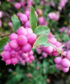 25 Coralberry Shrub Flower Pink Indian Currant Symphoricarpos Orbiculatus Seeds - Image 5