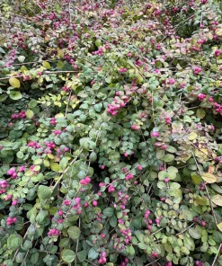 25 Coralberry Shrub Flower Pink Indian Currant Symphoricarpos Orbiculatus Seeds - Image 6