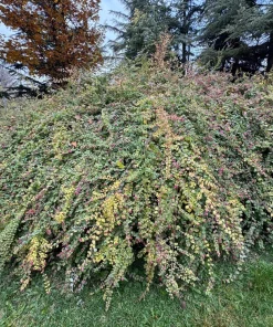 25 Coralberry Shrub Flower Pink Indian Currant Symphoricarpos Orbiculatus Seeds - Image 7