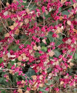 25 Coralberry Shrub Flower Pink Indian Currant Symphoricarpos Orbiculatus Seeds - Image 8