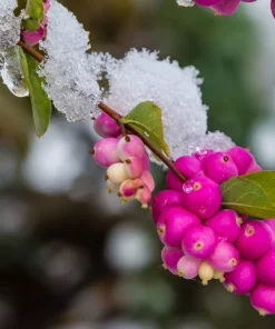 25 Coralberry Shrub Flower Pink Indian Currant Symphoricarpos Orbiculatus Seeds - Image 9