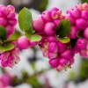 25 Coralberry Shrub Flower Pink Indian Currant Symphoricarpos Orbiculatus Seeds - Image 1