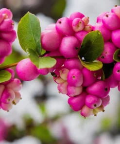 25 Coralberry Shrub Flower Pink Indian Currant Symphoricarpos Orbiculatus Seeds - Image 1