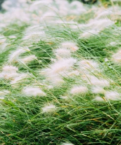 25 Dwarf Fountain Grass Seeds – Pennisetum Alopecuroides – Ornamental White - Image 10