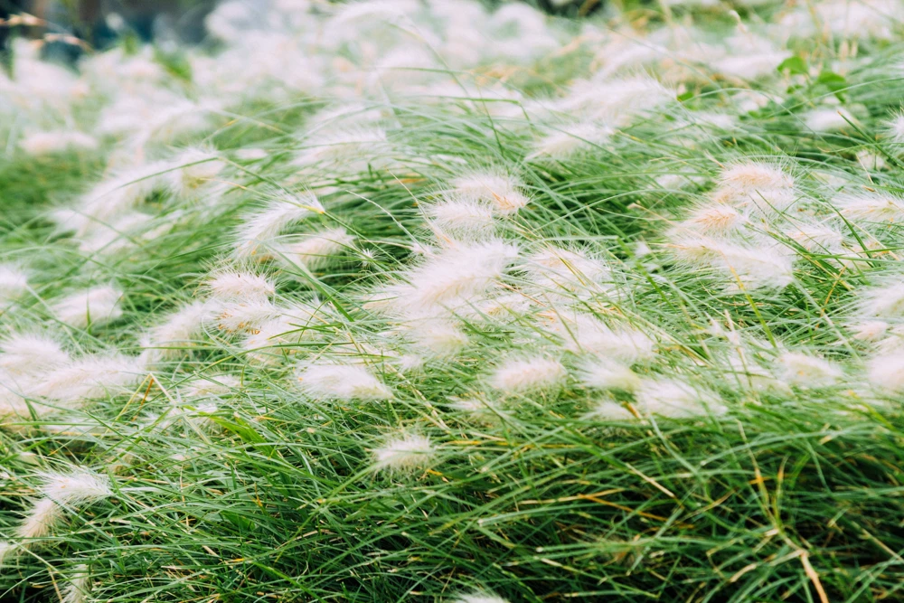 25 Dwarf Fountain Grass Seeds – Pennisetum Alopecuroides – Ornamental White - Image 10