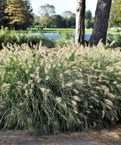 25 Dwarf Fountain Grass Seeds – Pennisetum Alopecuroides – Ornamental White - Image 11