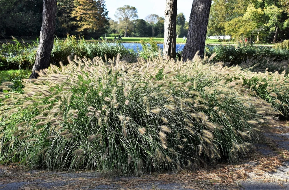 25 Dwarf Fountain Grass Seeds – Pennisetum Alopecuroides – Ornamental White - Image 11