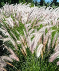 25 Dwarf Fountain Grass Seeds – Pennisetum Alopecuroides – Ornamental White - Image 12