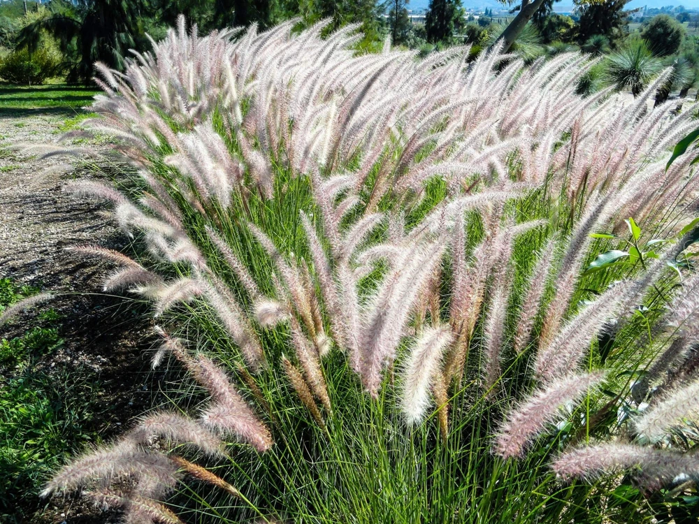 25 Dwarf Fountain Grass Seeds – Pennisetum Alopecuroides – Ornamental White - Image 12