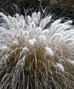 25 Dwarf Fountain Grass Seeds – Pennisetum Alopecuroides – Ornamental White - Image 13