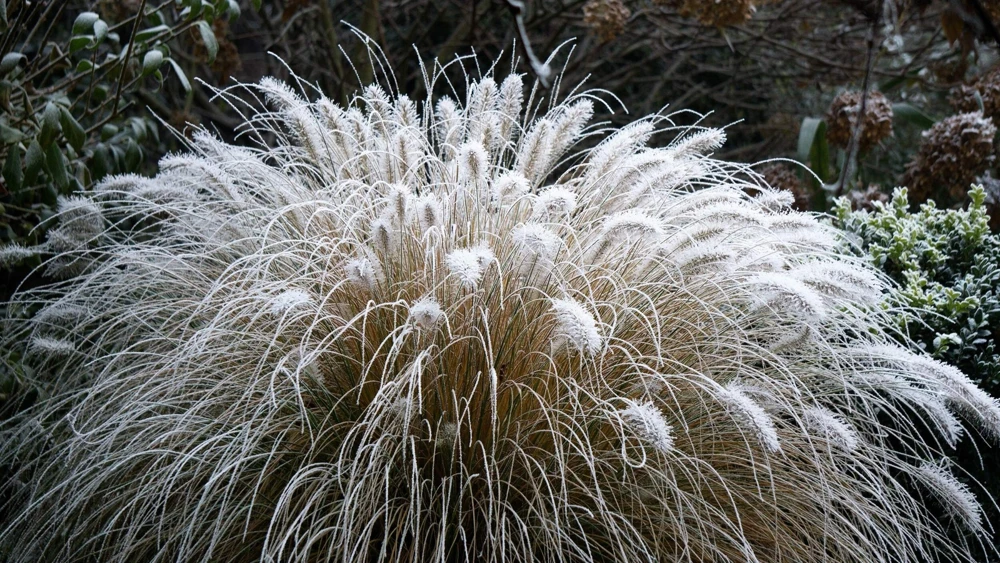 25 Dwarf Fountain Grass Seeds – Pennisetum Alopecuroides – Ornamental White - Image 13