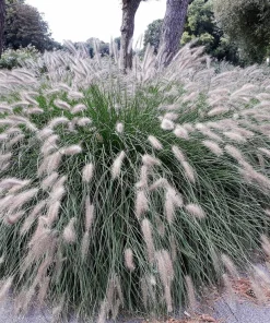 25 Dwarf Fountain Grass Seeds – Pennisetum Alopecuroides – Ornamental White - Image 2