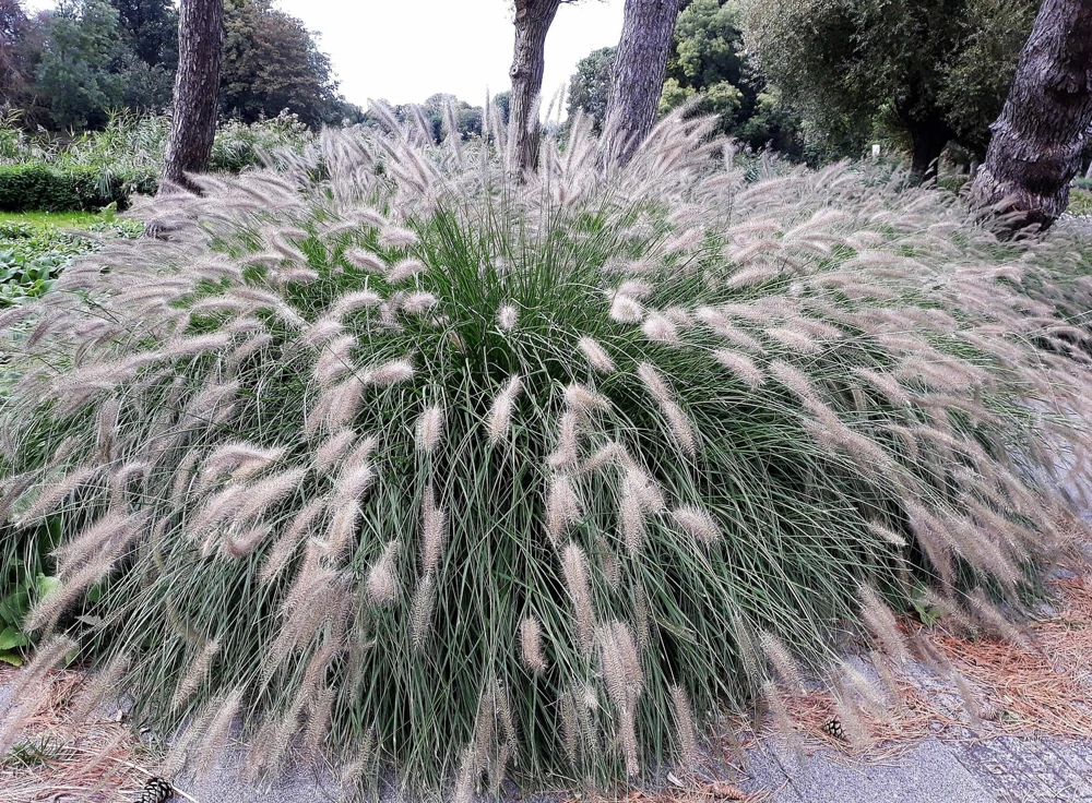 25 Dwarf Fountain Grass Seeds – Pennisetum Alopecuroides – Ornamental White - Image 2