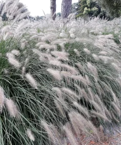 25 Dwarf Fountain Grass Seeds – Pennisetum Alopecuroides – Ornamental White - Image 3