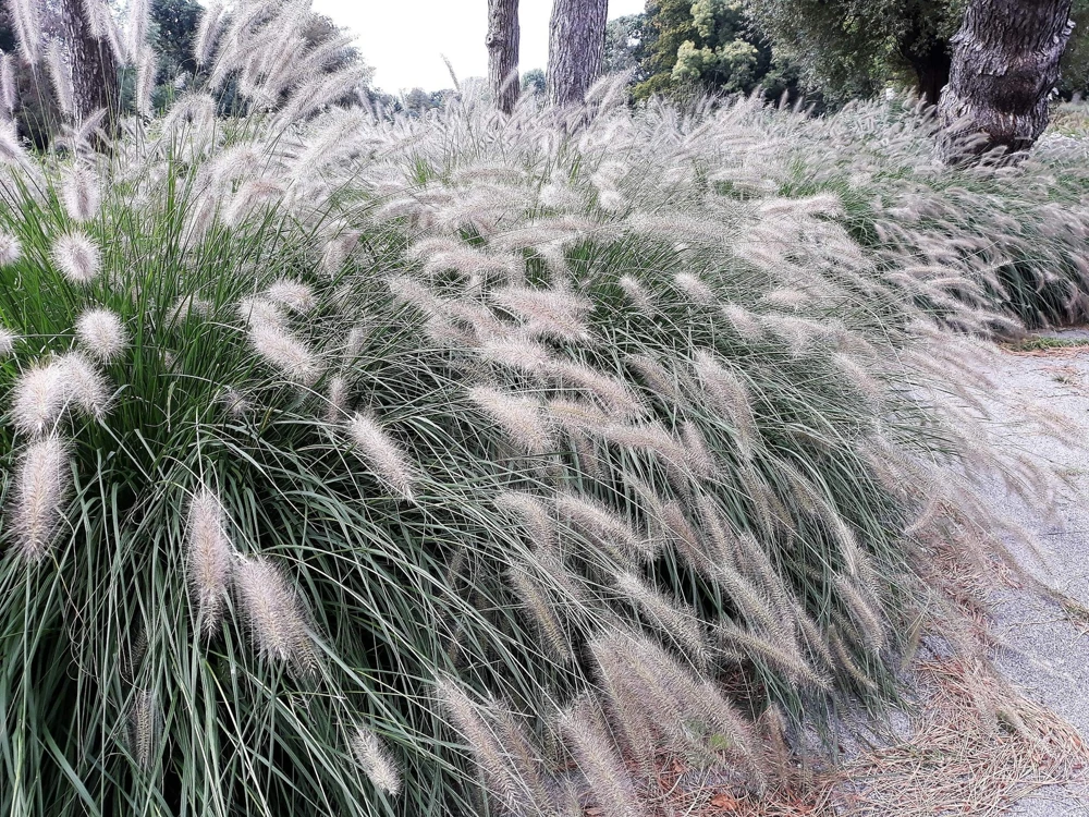 25 Dwarf Fountain Grass Seeds – Pennisetum Alopecuroides – Ornamental White - Image 3