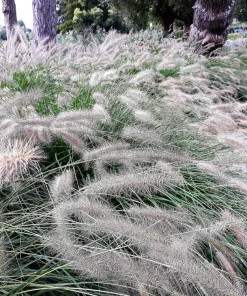 25 Dwarf Fountain Grass Seeds – Pennisetum Alopecuroides – Ornamental White - Image 4