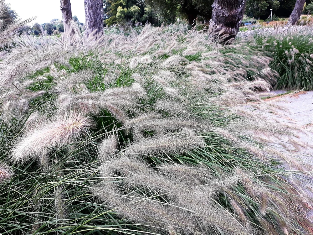 25 Dwarf Fountain Grass Seeds – Pennisetum Alopecuroides – Ornamental White - Image 4