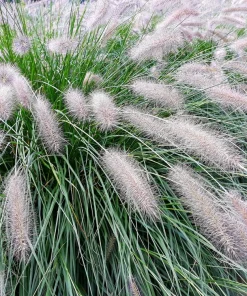 25 Dwarf Fountain Grass Seeds – Pennisetum Alopecuroides – Ornamental White - Image 5