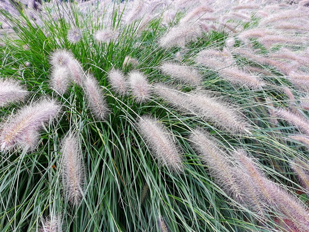 25 Dwarf Fountain Grass Seeds – Pennisetum Alopecuroides – Ornamental White - Image 5