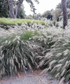 25 Dwarf Fountain Grass Seeds – Pennisetum Alopecuroides – Ornamental White - Image 6