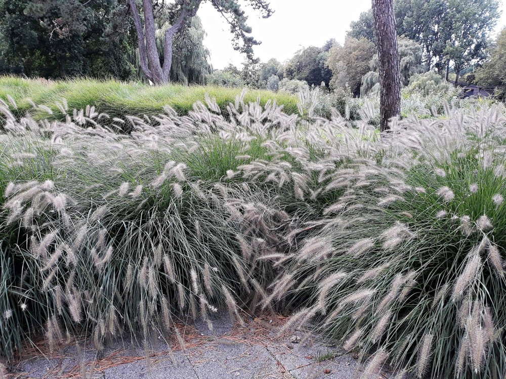 25 Dwarf Fountain Grass Seeds – Pennisetum Alopecuroides – Ornamental White - Image 6