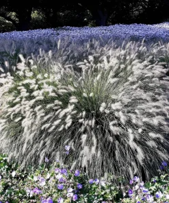 25 Dwarf Fountain Grass Seeds – Pennisetum Alopecuroides – Ornamental White - Image 7