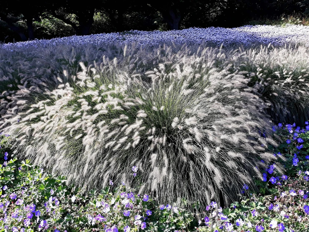 25 Dwarf Fountain Grass Seeds – Pennisetum Alopecuroides – Ornamental White - Image 7