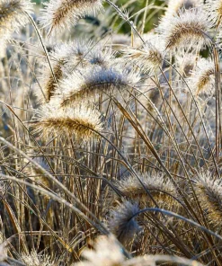25 Dwarf Fountain Grass Seeds – Pennisetum Alopecuroides – Ornamental White - Image 8
