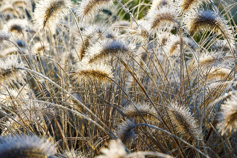 25 Dwarf Fountain Grass Seeds – Pennisetum Alopecuroides – Ornamental White - Image 8