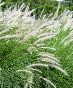 25 Dwarf Fountain Grass Seeds – Pennisetum Alopecuroides – Ornamental White - Image 9