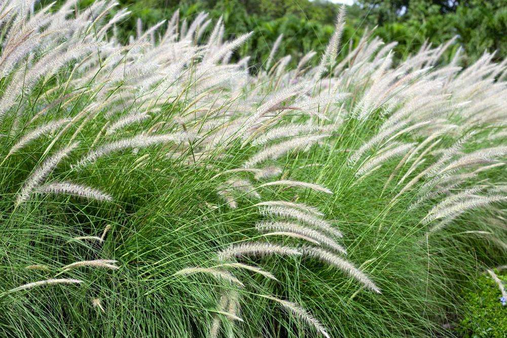 25 Dwarf Fountain Grass Seeds – Pennisetum Alopecuroides – Ornamental White - Image 9