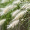 25 Dwarf Fountain Grass Seeds – Pennisetum Alopecuroides – Ornamental White - Image 1