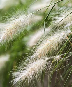 25 Dwarf Fountain Grass Seeds – Pennisetum Alopecuroides – Ornamental White - Image 1