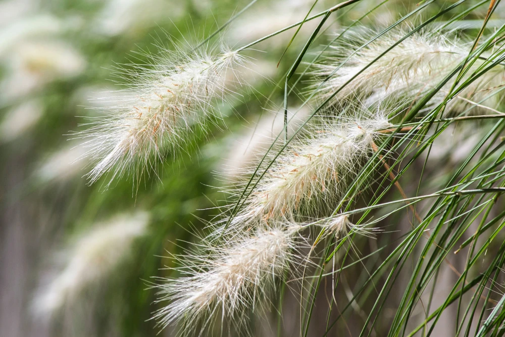 25 Dwarf Fountain Grass Seeds – Pennisetum Alopecuroides – Ornamental White - Image 1