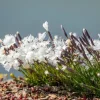25 Dwarf Little Maiden Dianthus Seeds - Fragrant White Flowers, 4-6" Height - Image 1