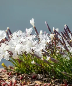 25 Dwarf Little Maiden Dianthus Seeds - Fragrant White Flowers, 4-6