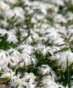 25 Dwarf Little Maiden Dianthus Seeds - Fragrant White Flowers, 4-6