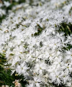 25 Dwarf Little Maiden Dianthus Seeds - Fragrant White Flowers, 4-6