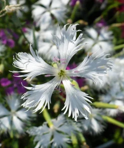 25 Dwarf Little Maiden Dianthus Seeds - Fragrant White Flowers, 4-6