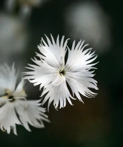 25 Dwarf Little Maiden Dianthus Seeds - Fragrant White Flowers, 4-6