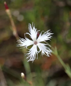 25 Dwarf Little Maiden Dianthus Seeds - Fragrant White Flowers, 4-6