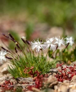 25 Dwarf Little Maiden Dianthus Seeds - Fragrant White Flowers, 4-6