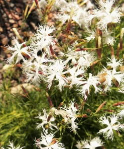 25 Dwarf Little Maiden Dianthus Seeds - Fragrant White Flowers, 4-6